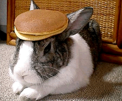 A Rabbit With Some Pancakes on it's Head